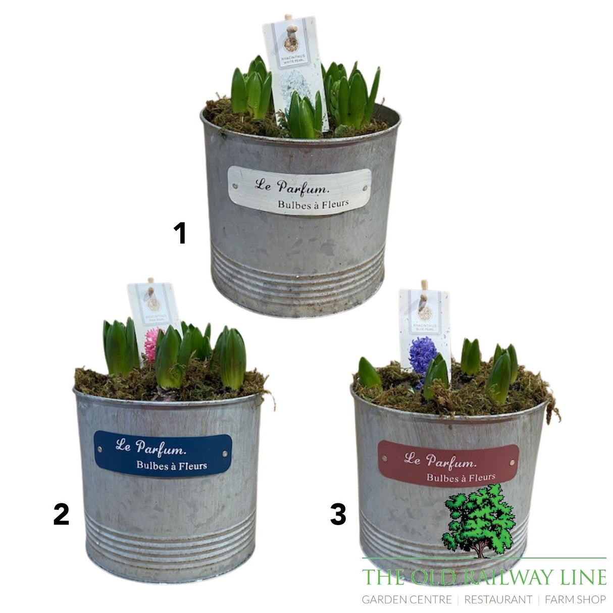 Hyacinth Planted Pot - 18cm Pot (Choice of 3)