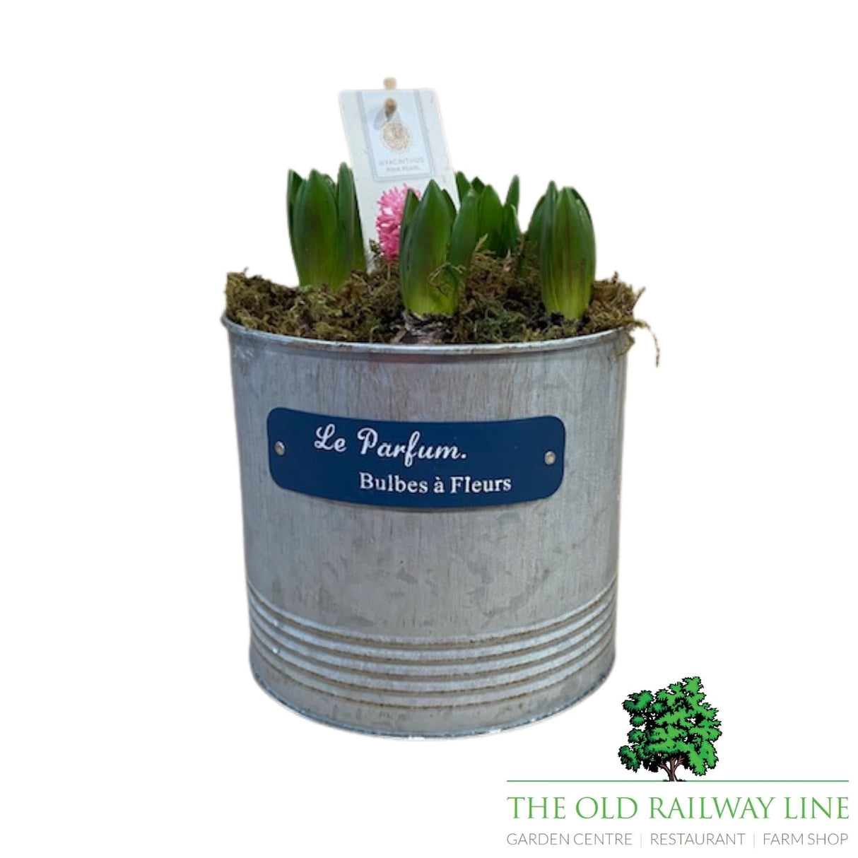 Hyacinth Planted Pot - 18cm Pot (Choice of 3)