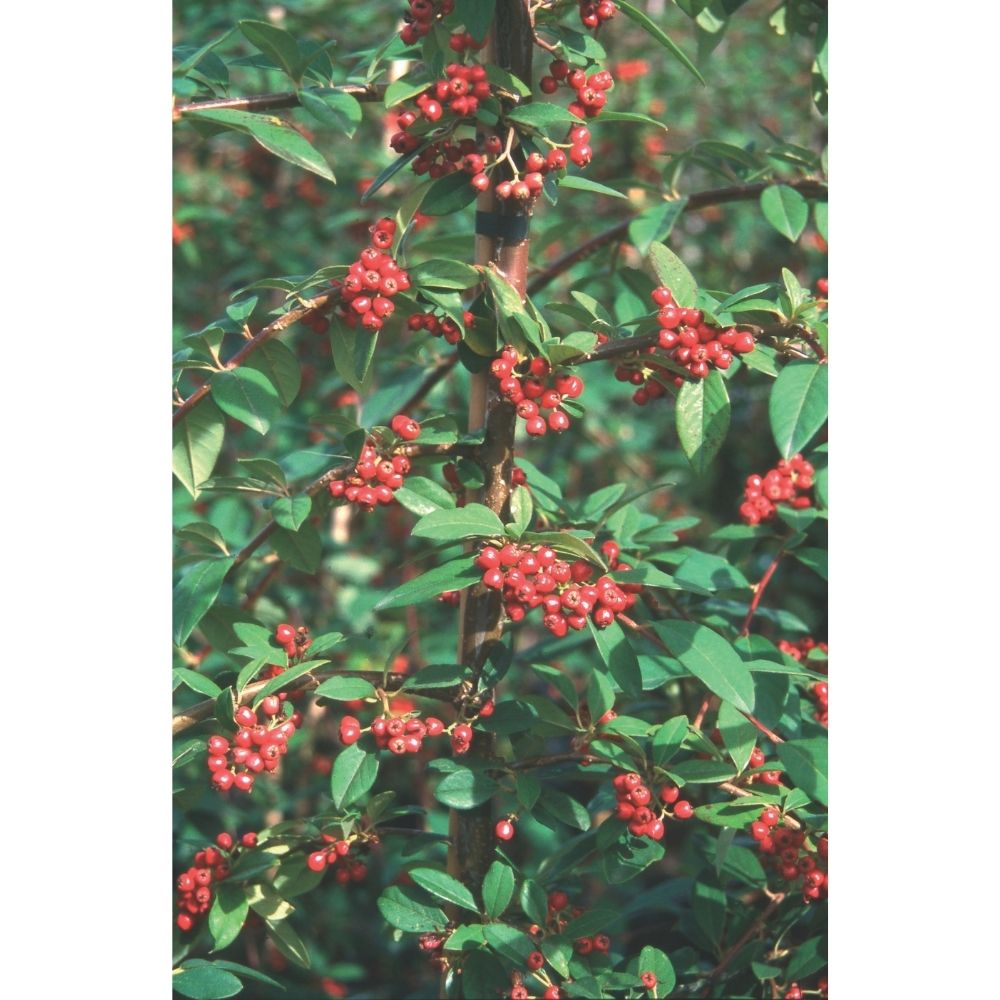 Frank P Matthews 12 Litre 'Hybridus Pendulus' Cotoneaster Tree