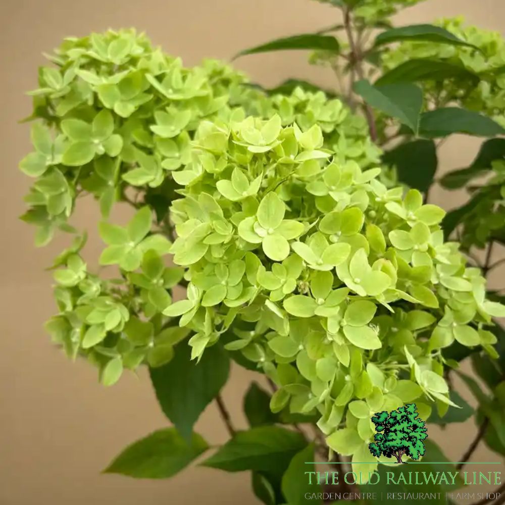 Hydrangea Paniculata Groundbreaker 'Green' - 3Ltr Pot