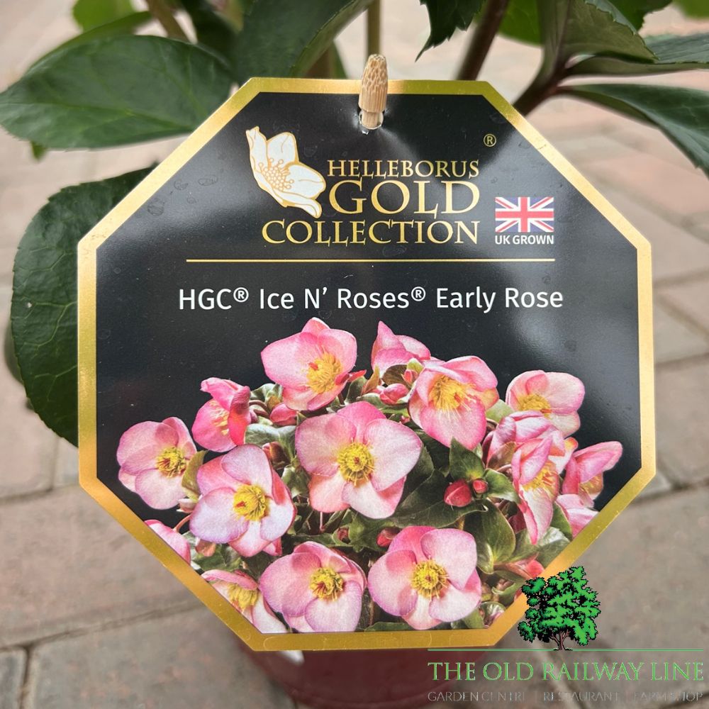 Hellebore 'Ice n Roses Early Rose' Plant - 2Ltr Pot