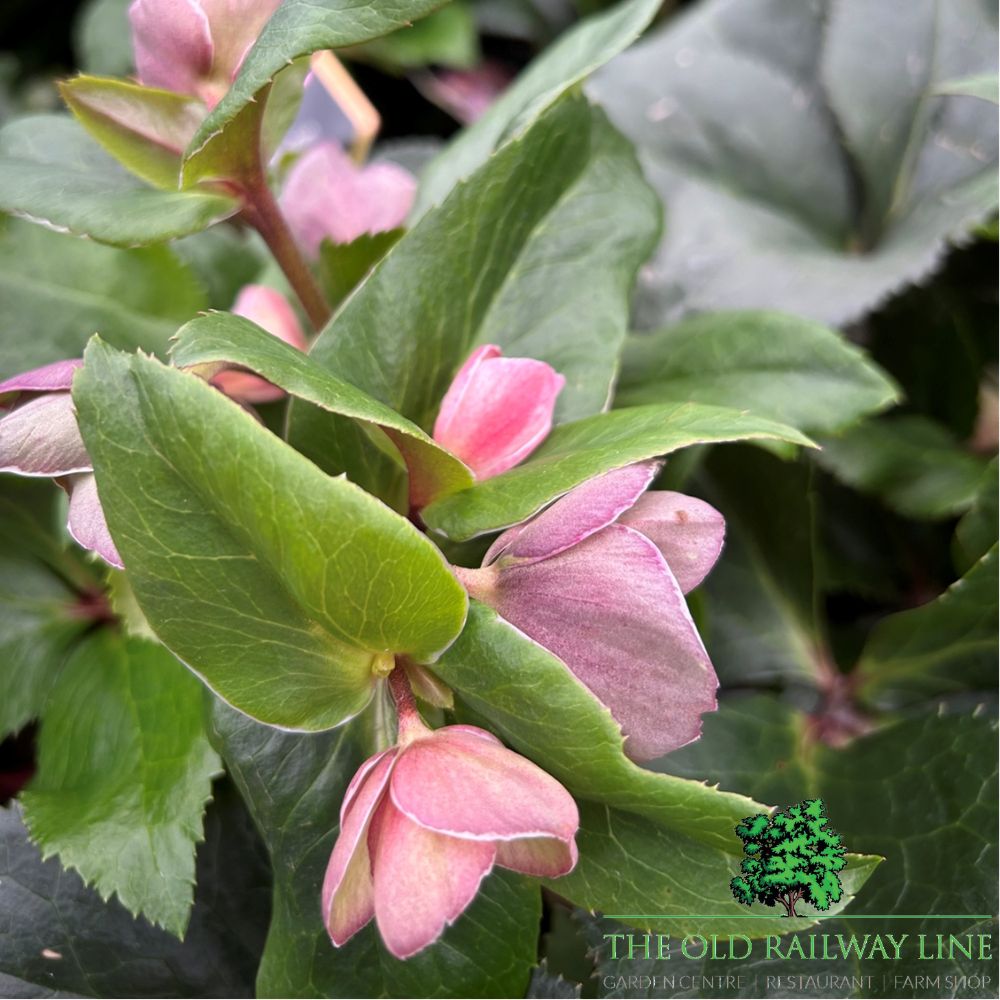 Hellebore 'Ice n Roses Early Rose' Plant - 2Ltr Pot