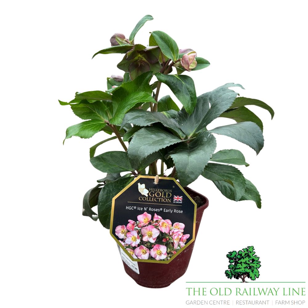 Hellebore 'Ice n Roses Early Rose' Plant - 2Ltr Pot