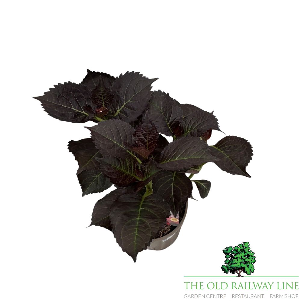 Hydrangea 'Mac Bellatrix' Plant - 3Ltr Pot