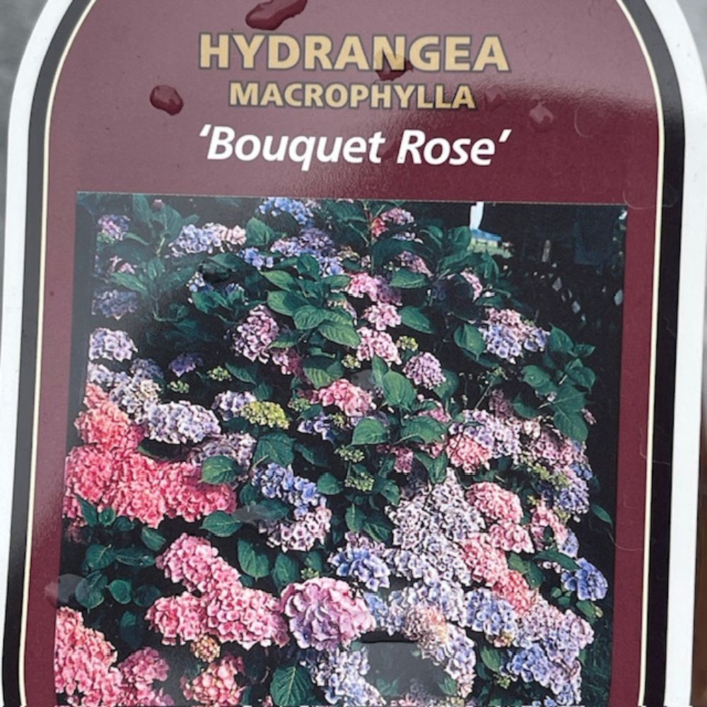 Hydrangea macrophylla 'Bouguet Rose' Plant - 3Ltr Pot