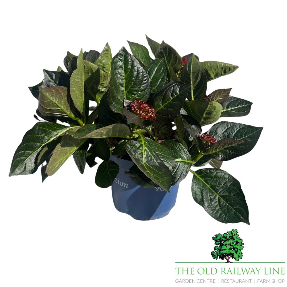 Hydrangea Macrophylla 'Royalty Beauty of Boskoop' 3.5Ltr Pot