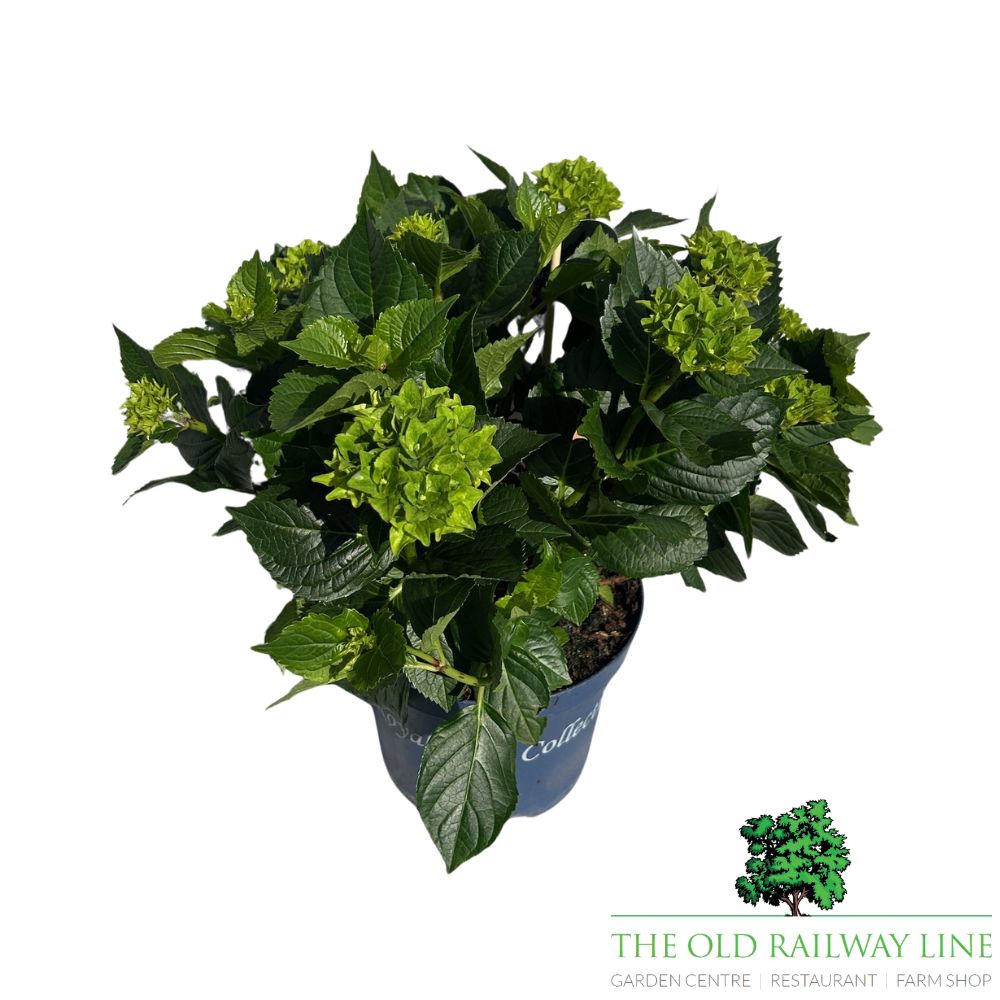 hydrangea macrophylla 'Royalty Lady Mata Hari Blue' 3.5Ltr Pot