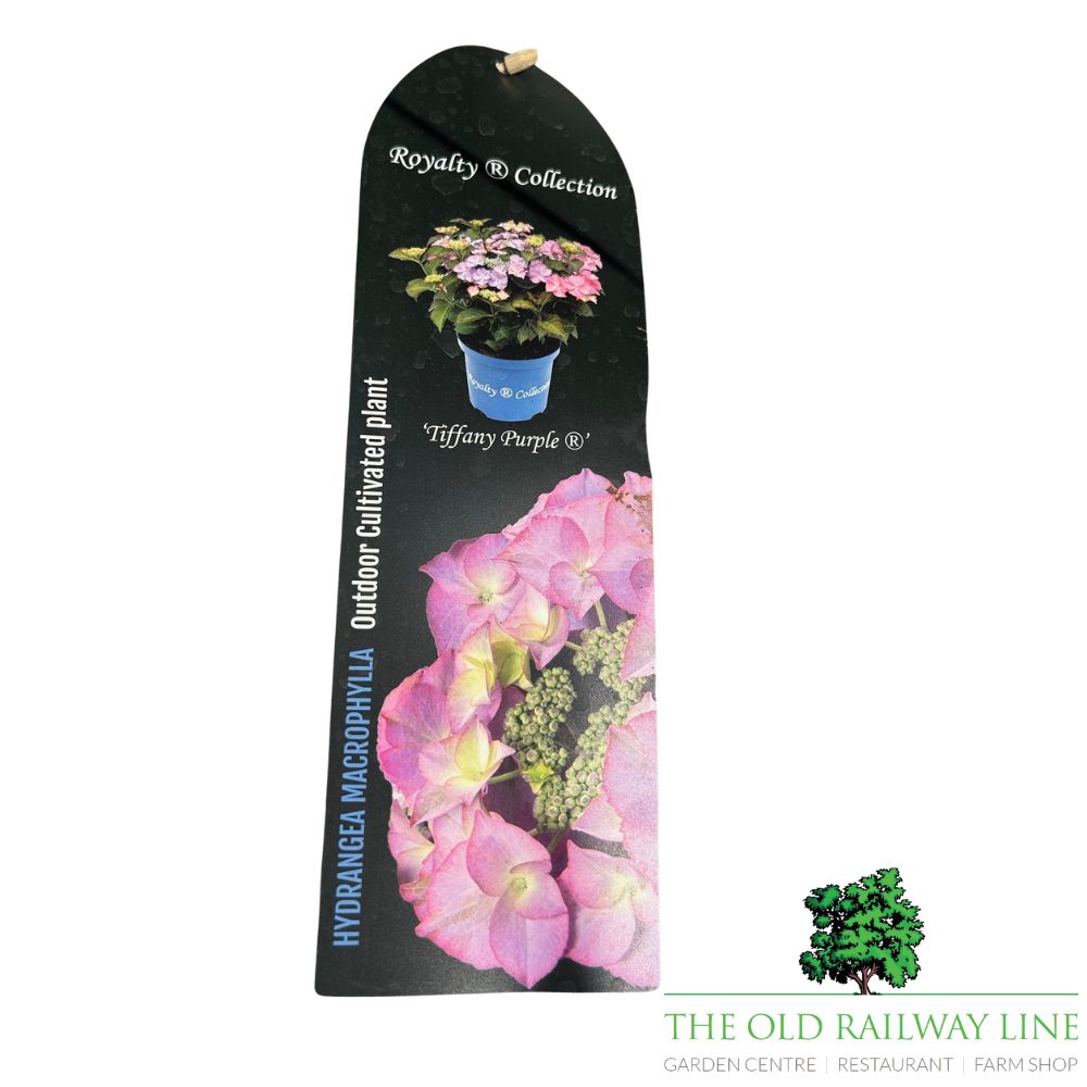 hydrangea macrophylla 'Royalty Tiffany Purple' 3.5Ltr Pot