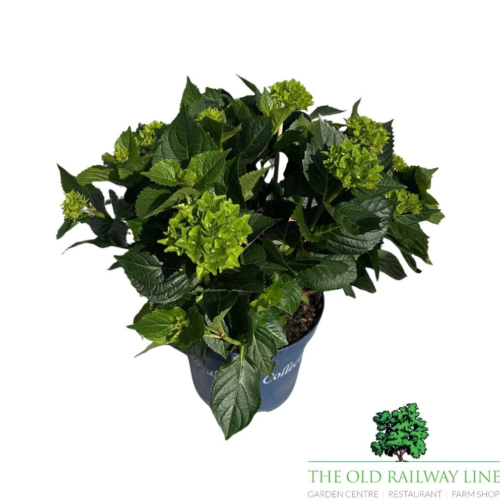 hydrangea macrophylla 'Royalty Lady Mata Mari Pink' Plant - 3.5Ltr Pot - Old Railway Line Garden Centre