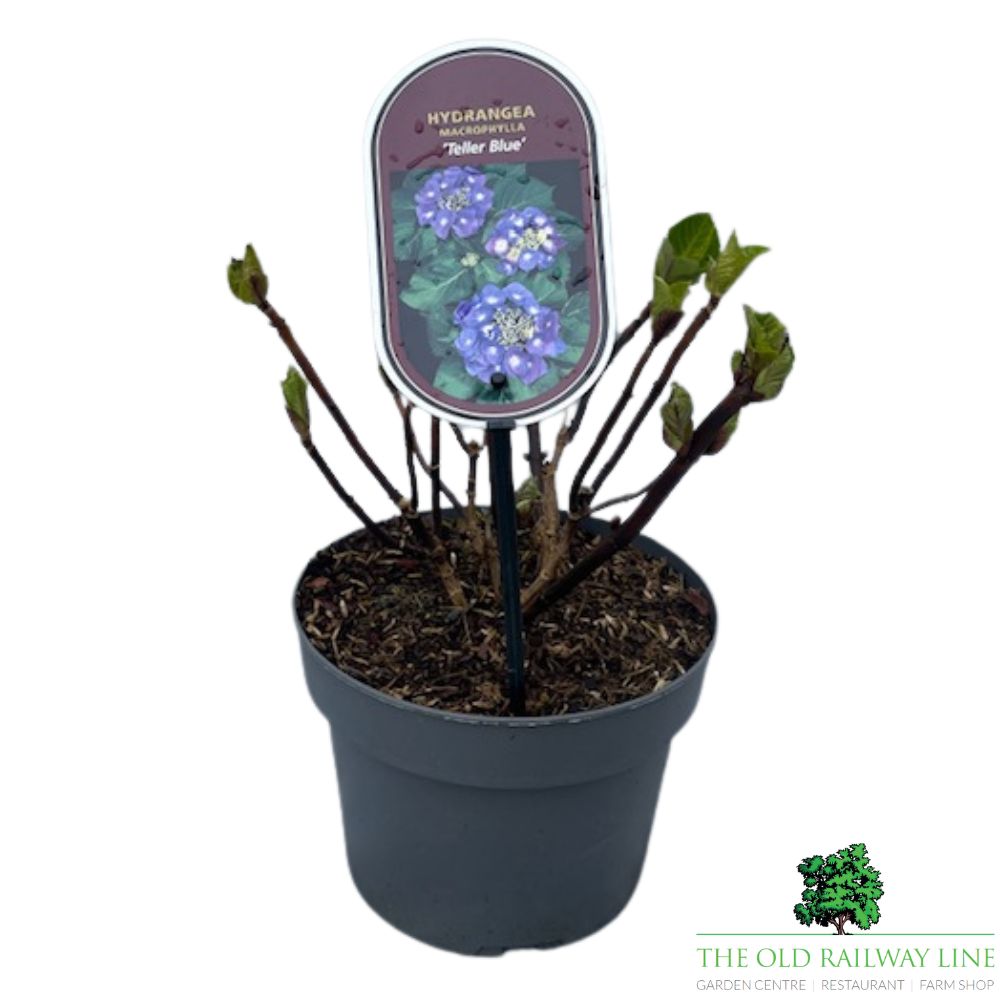 Hydrangea macrophylla 'Teller Blue' Plant - 3Ltr Pot