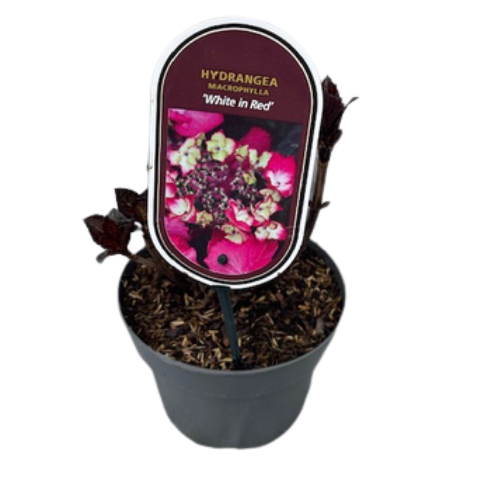 Hydrangea macrophylla 'White in Red' 3Ltr Pot