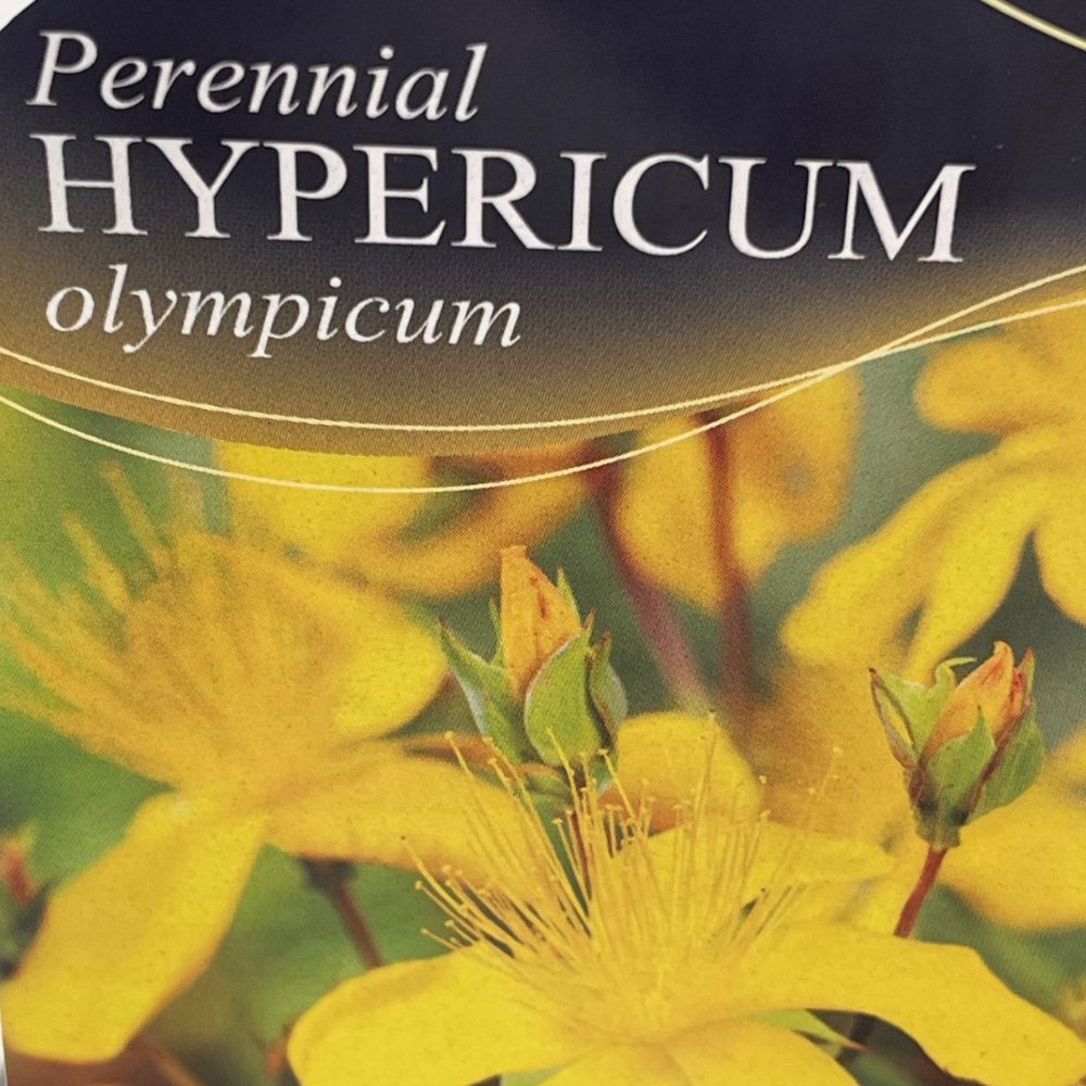 Hypericum olympicum 'Grandiflorum' Plant 1Ltr Pot