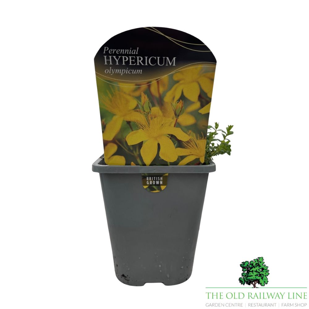 Hypericum olympicum 'Grandiflorum' Plant 1Ltr Pot
