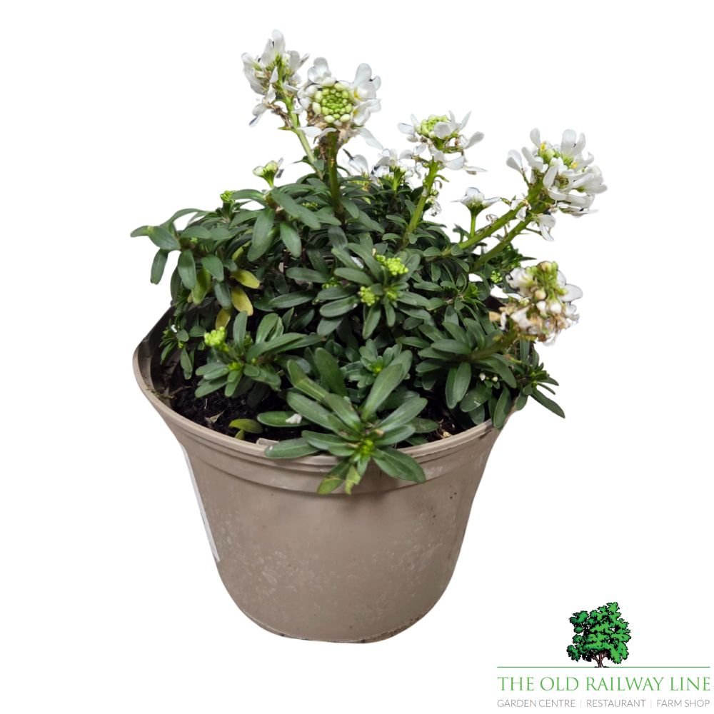 Iberis sempervirens 'Appen-Etz' Candytuft Plant - 1Ltr Pot - Old Railway Line Garden Centre