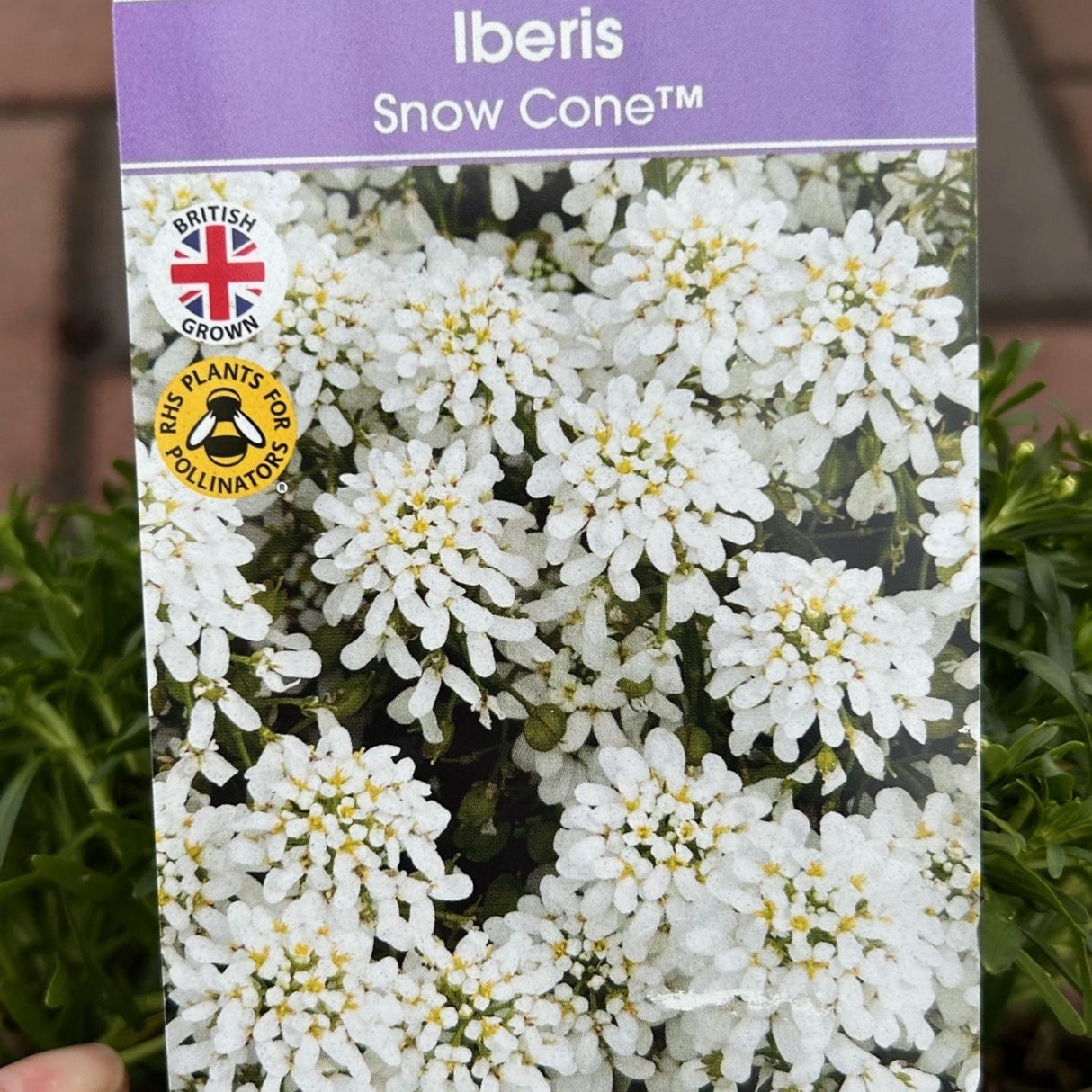 Iberis Snow Cone Mid Plant - 3Ltr Pot