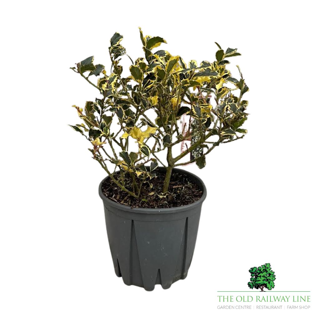 Ilex Aquifolium 'Argentea Marginata' Holly - 10Ltr Pot