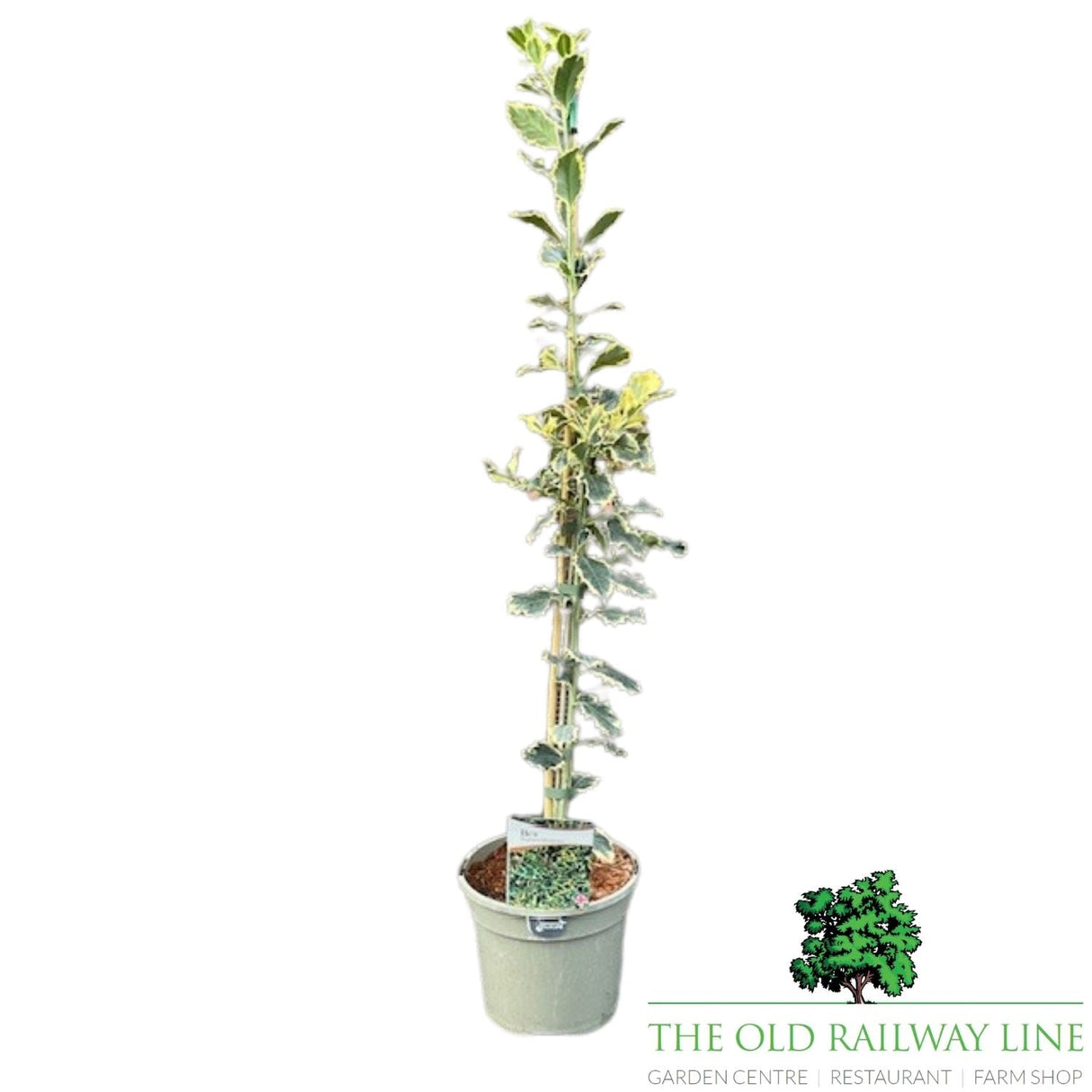 Ilex Argentea Marginata Plant - 3Ltr Pot - Old Railway Line Garden Centre