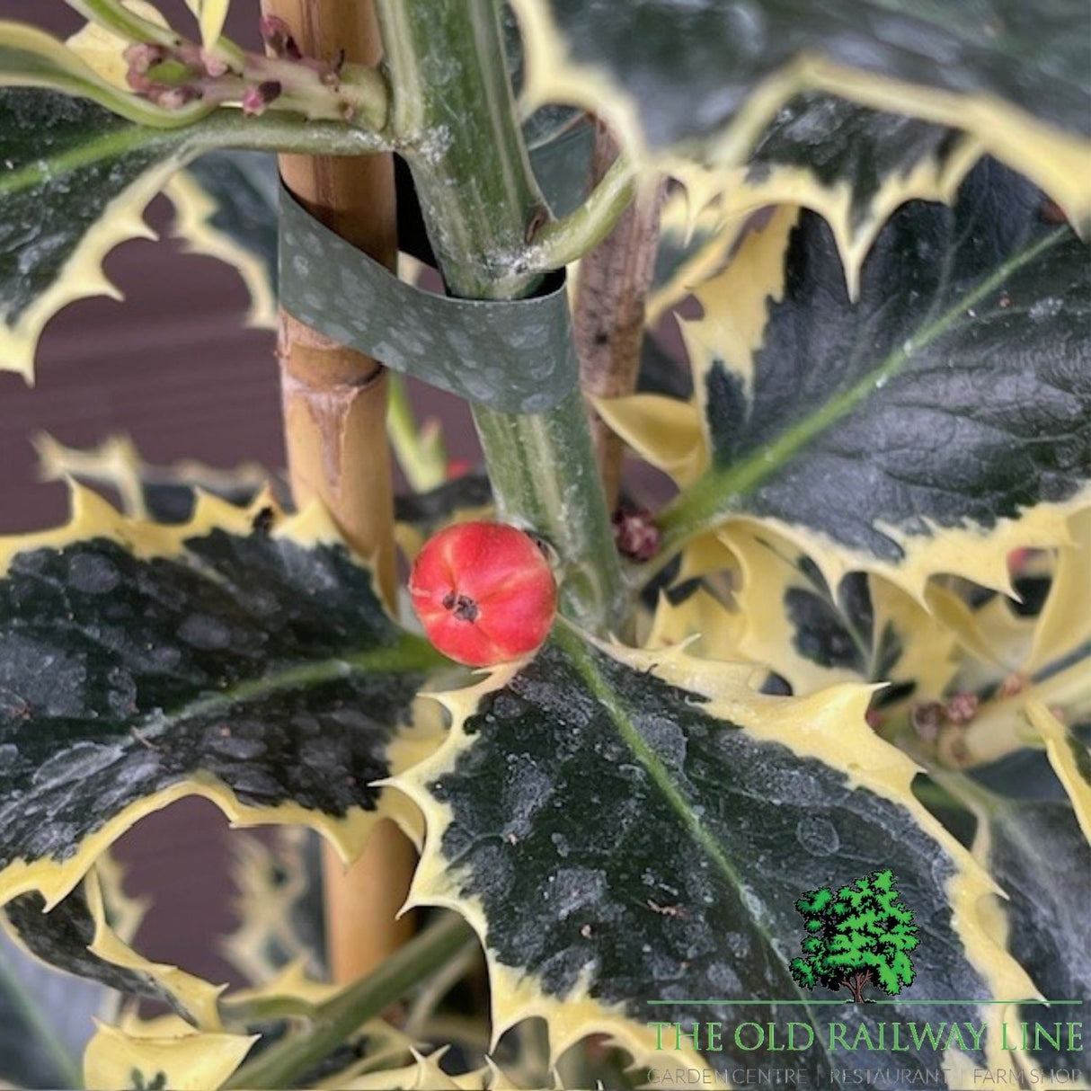 Ilex Argentea Marginata Plant - 3Ltr Pot