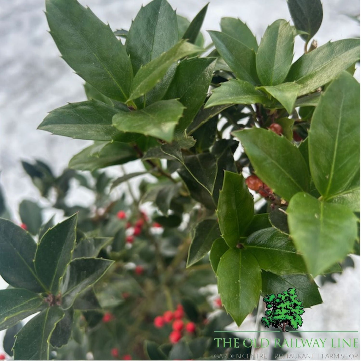 Ilex Blue Maid Plant - 6Ltr Pot - Old Railway Line Garden Centre