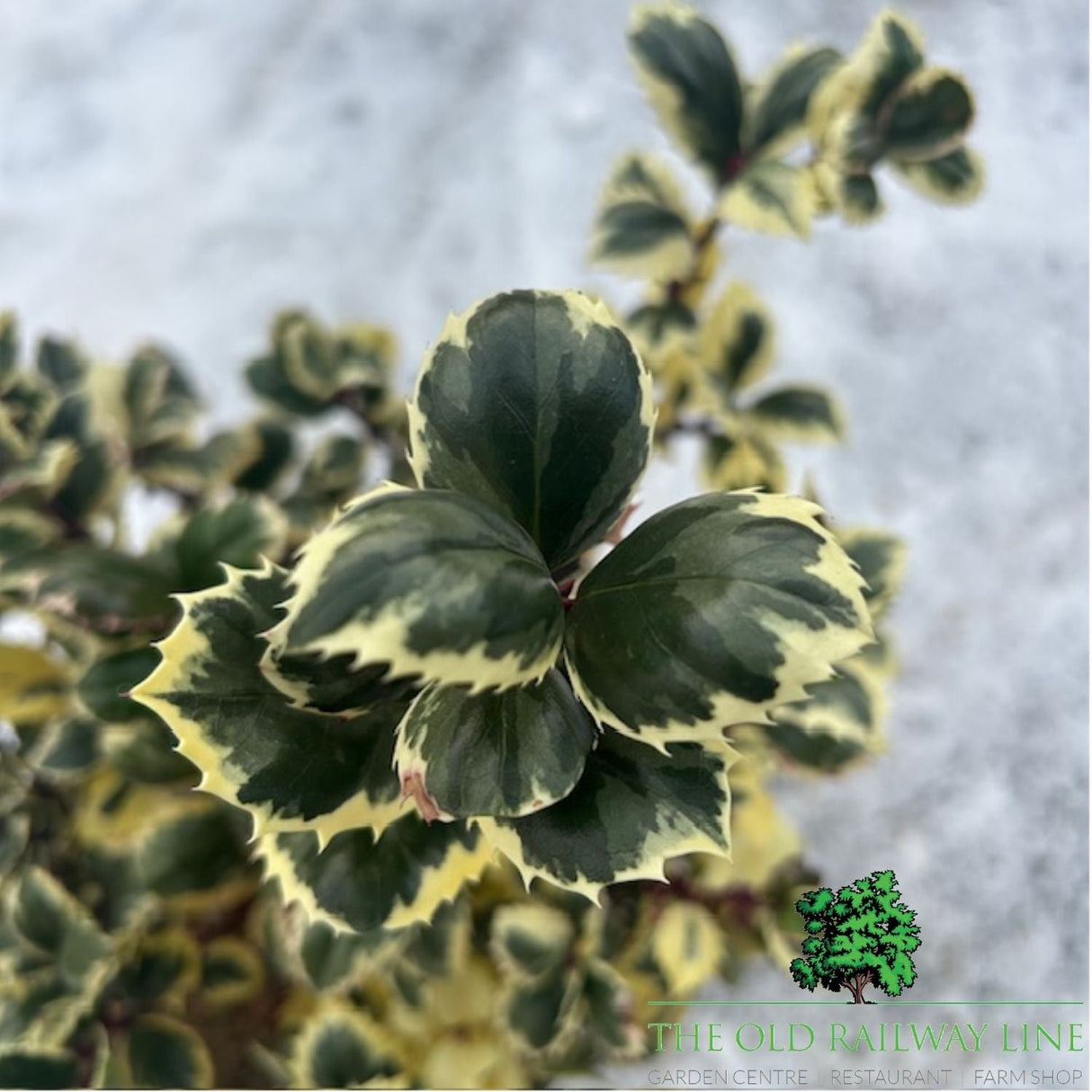 Ilex Casanova Plant - 5Ltr Pot - Old Railway Line Garden Centre