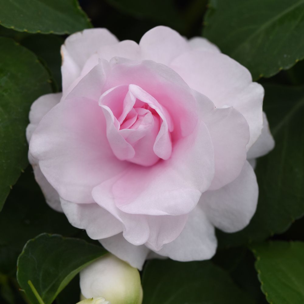 Impatiens Glimmer Appleblossom Plug Plant