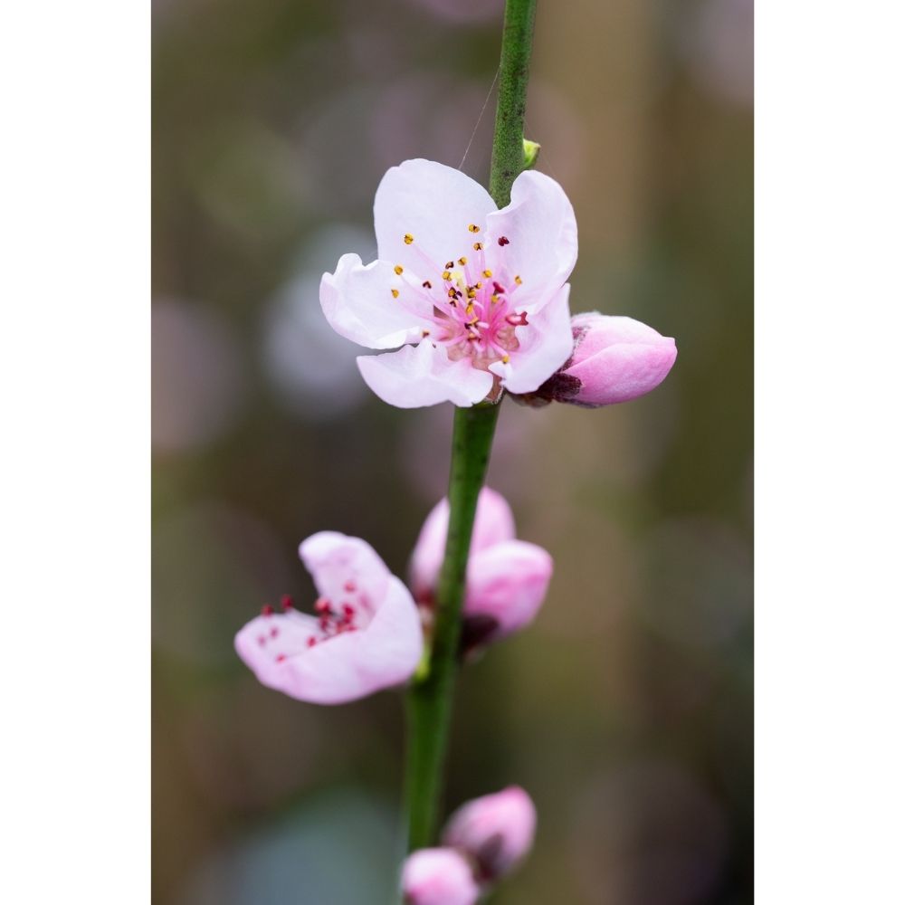 Frank P Matthews Ingrid Almond Nut Tree - 12Ltr Pot