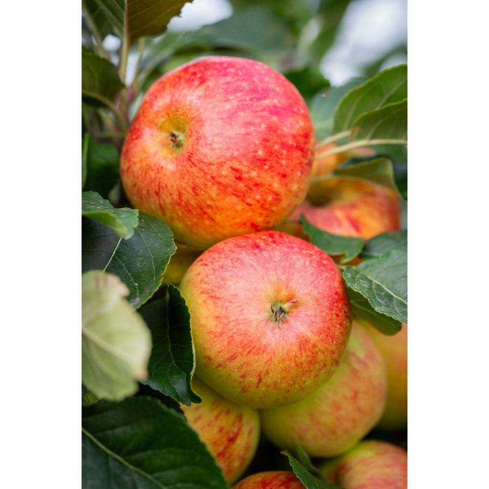 Apple Tree 'James Grieve' Fruit Tree MM106 Rootstock 12Ltr Pot