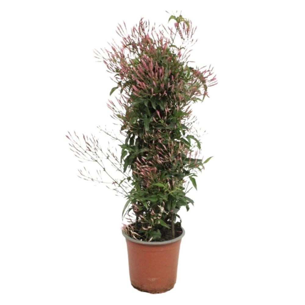 Jasminum polyanthum 'Jasmine Pyramid' Plant - 14cm Pot