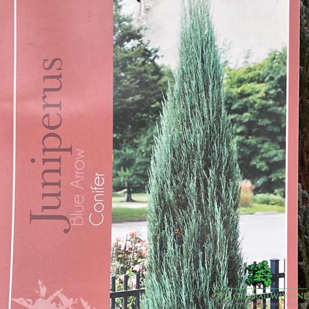 Juniperus Blue Arrow Plant - 25Ltr Pot - Old Railway Line Garden Centre