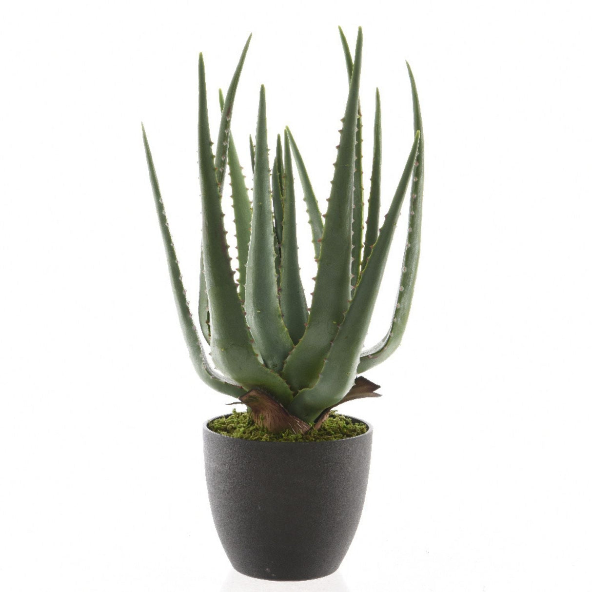 Kaemingk 40cm Aloe Vera in Plastic Pot - Old Railway Line Garden Centre