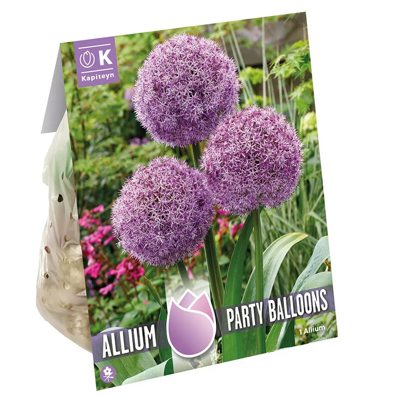 Kapiteyn 1 Allium ‘Party Balloons’ Spring Flowering Bulbs