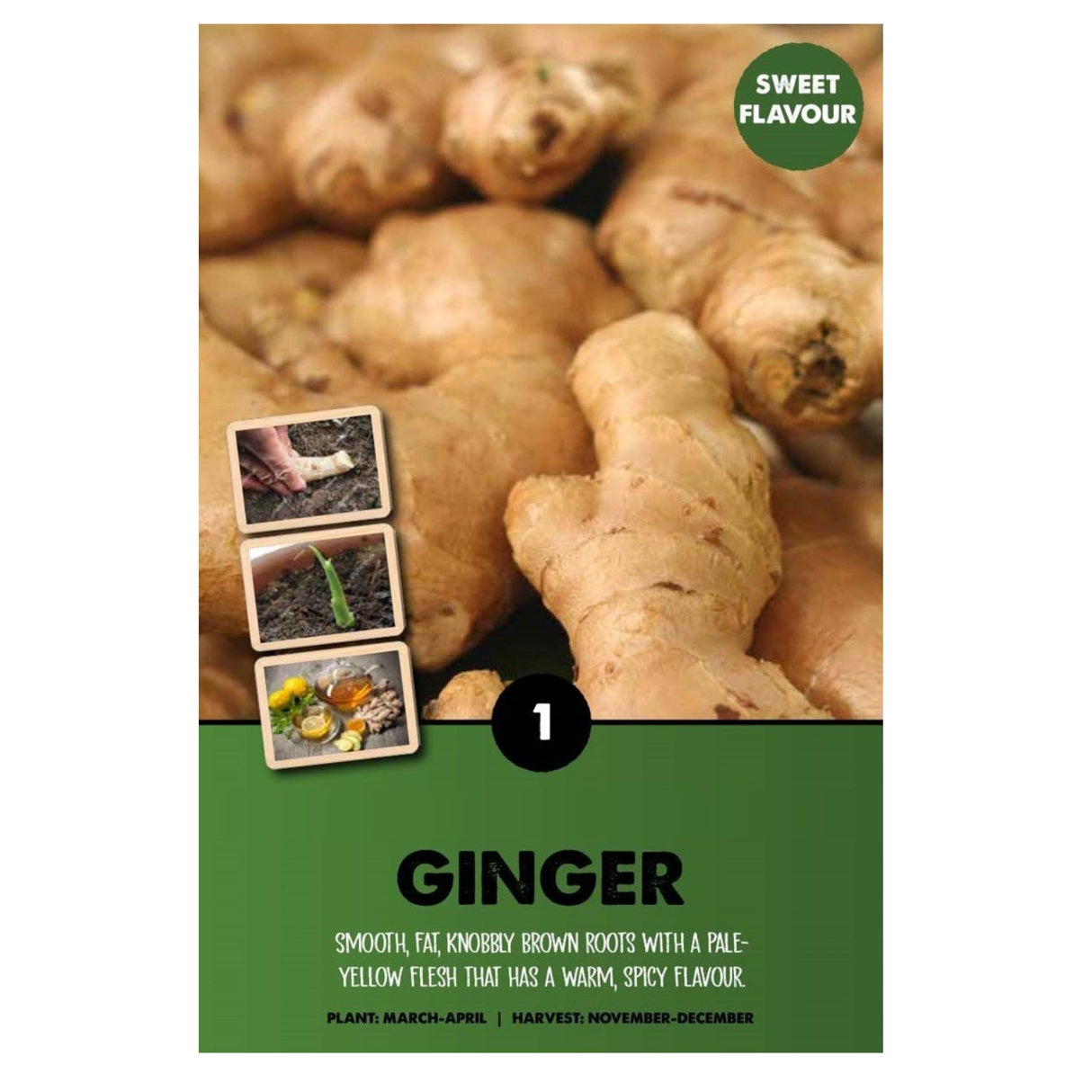 Kapiteyn 1 Ginger Zingiber Officinale Bulb