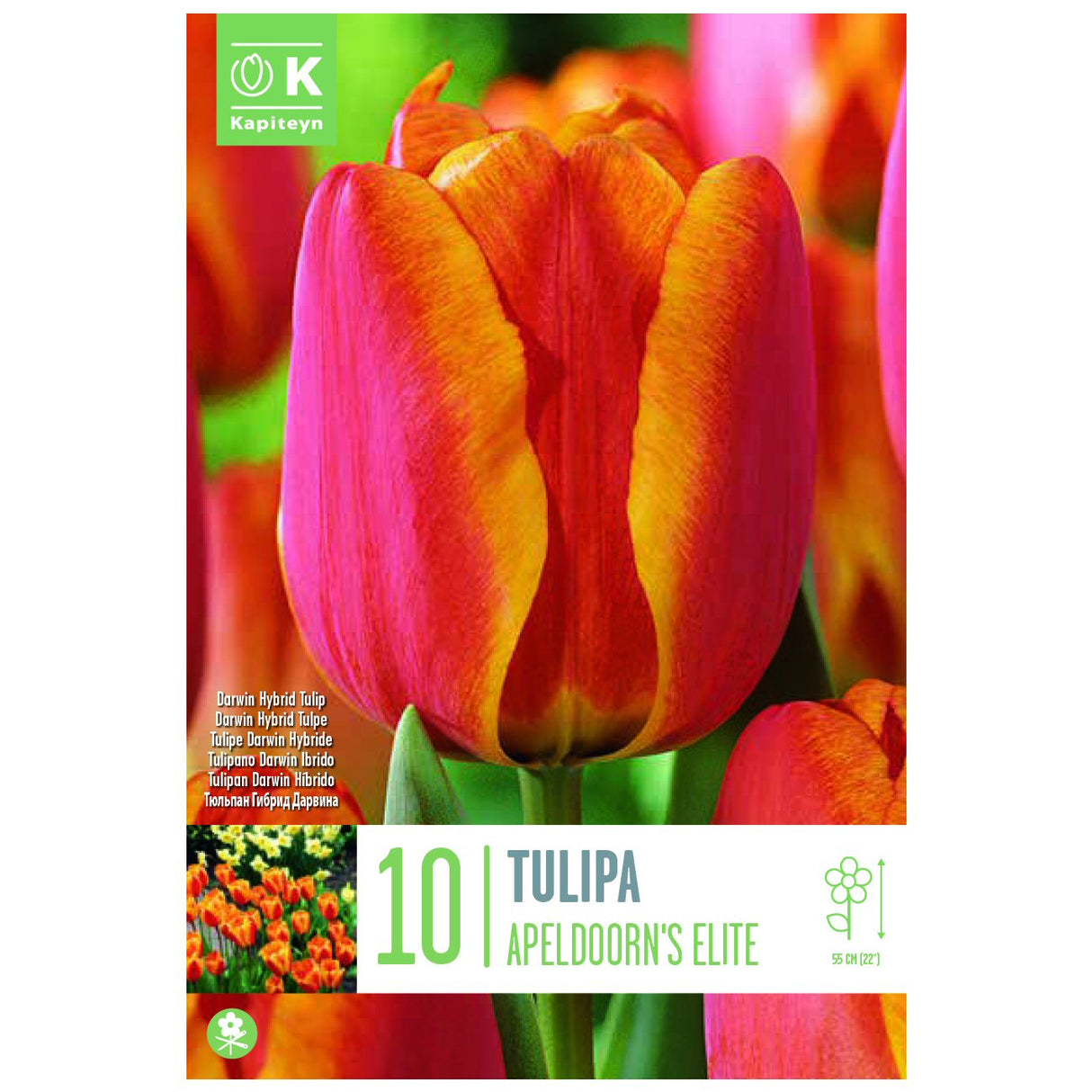 Kapiteyn 10 Apeldoorn’s Elite Darwin Hybrid Tulip Spring Flowering Bulbs