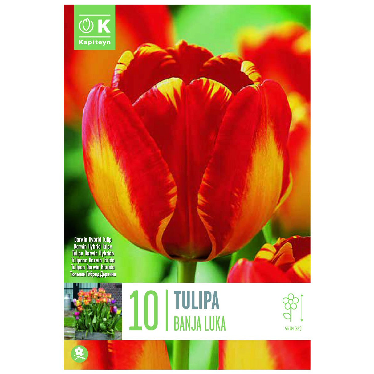 Kapiteyn 10 Banja Luka Darwin Hybrid Tulip Spring Flowering Bulbs