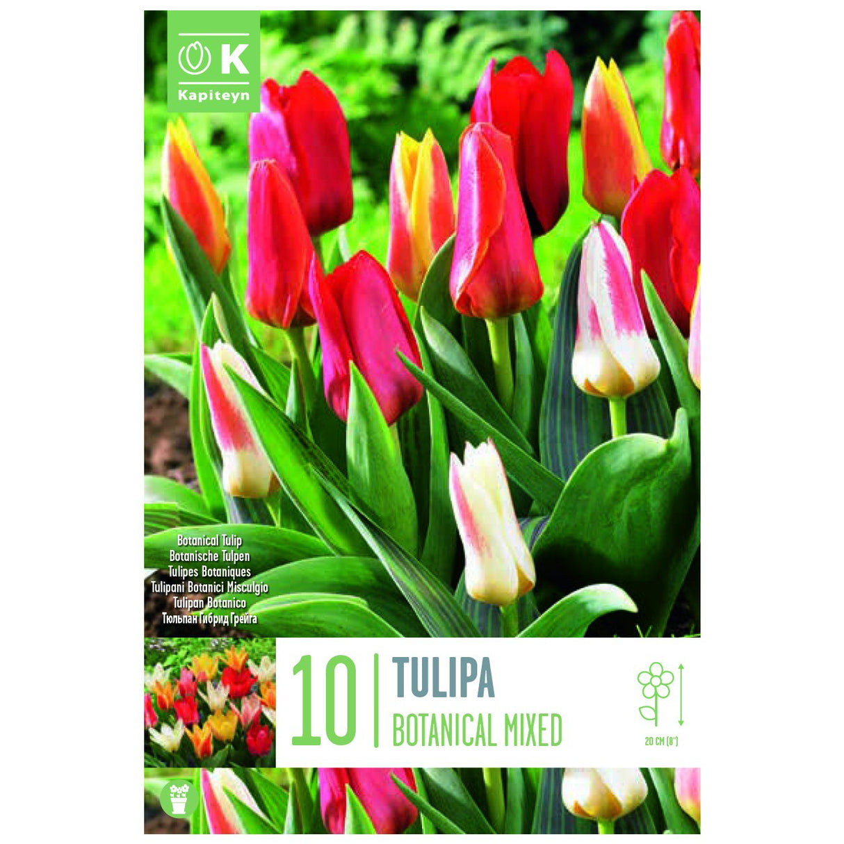 Kapiteyn 10 Botanical Mixed Colours Tulip Spring Flowering Bulbs