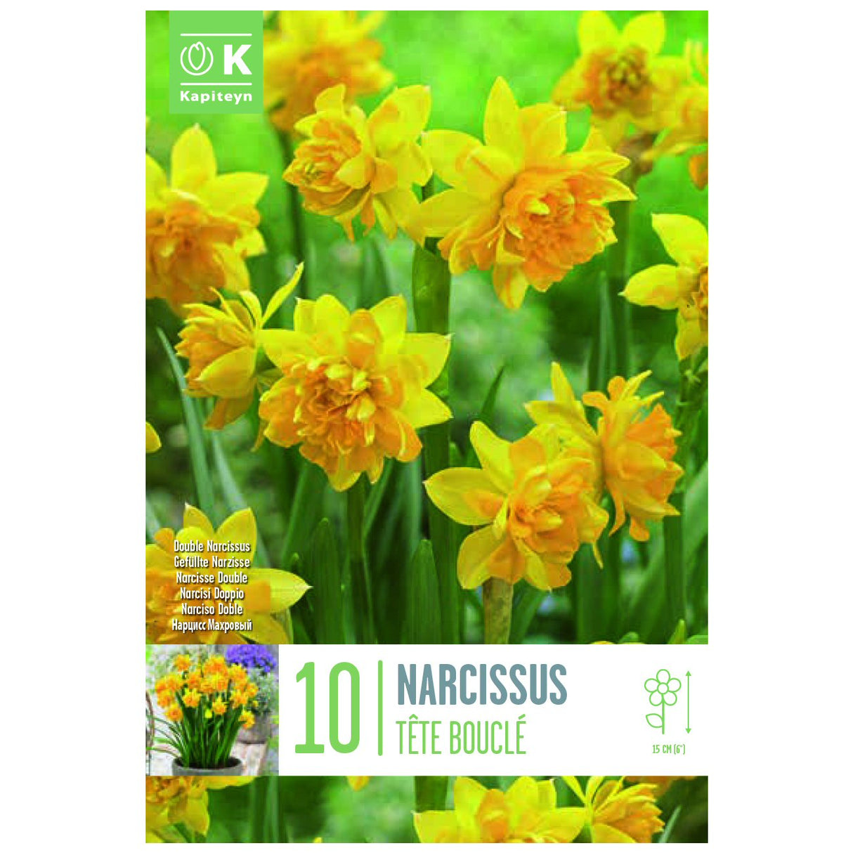 Kapiteyn 10 Double Tête à Tête Bouclé Narcissus Daffodil Spring Flowering Bulbs