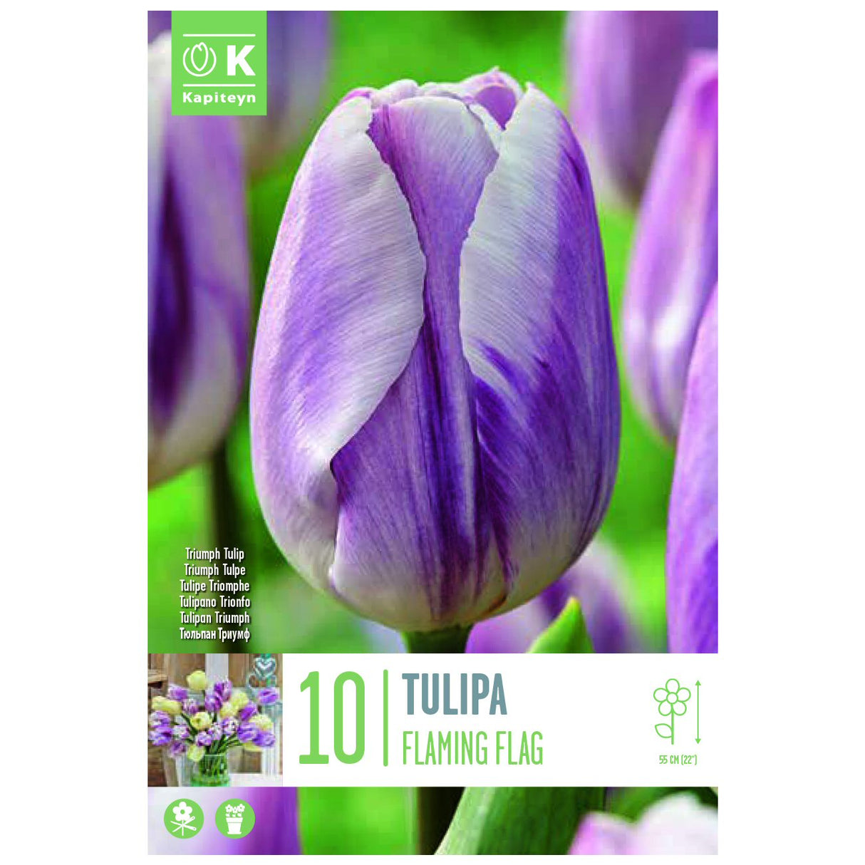 Kapiteyn 10 Flaming Flag Triumph Tulip Spring Flowering Bulbs