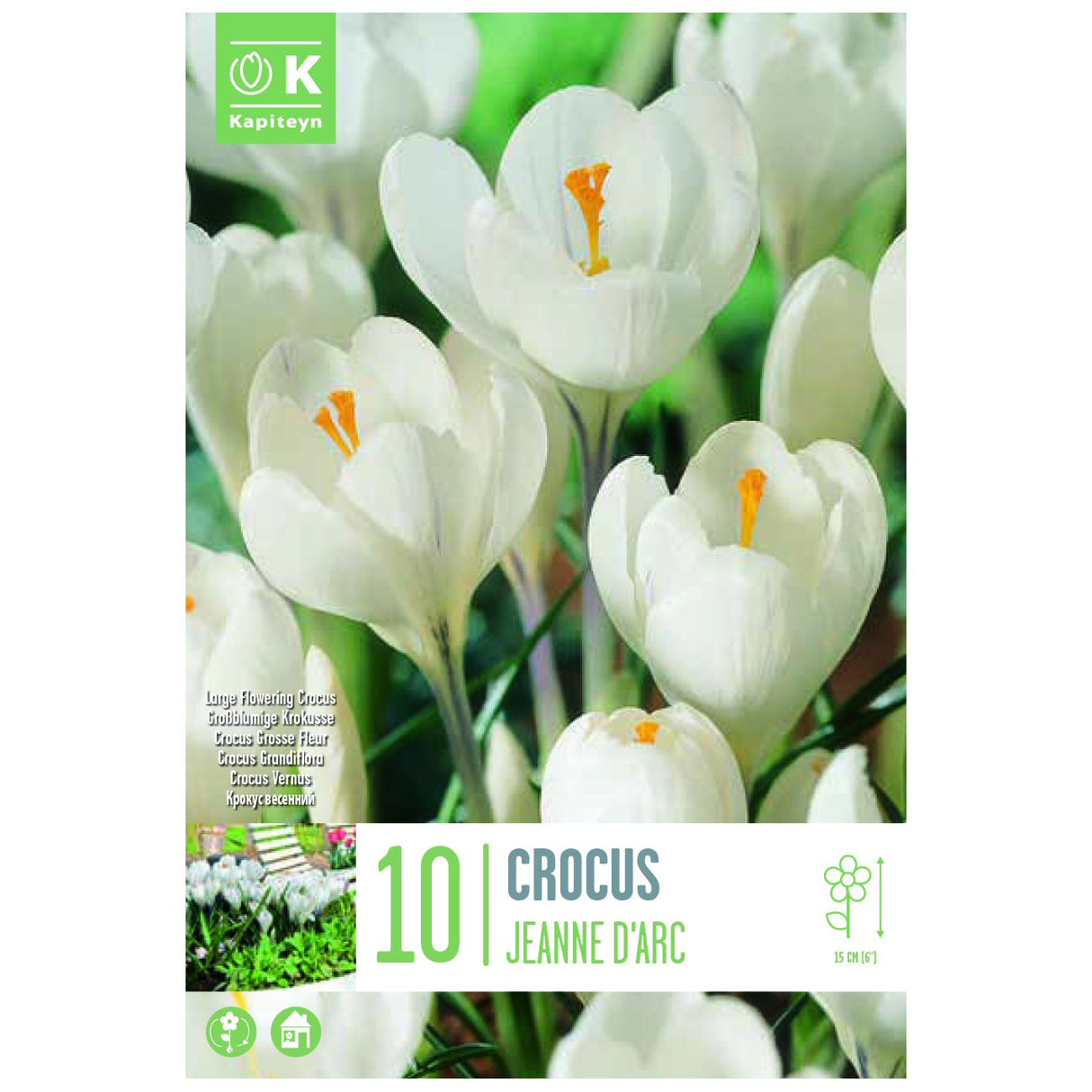 Kapiteyn 10 Large Jeanne D'Arc Crocus Spring Flowering Bulbs