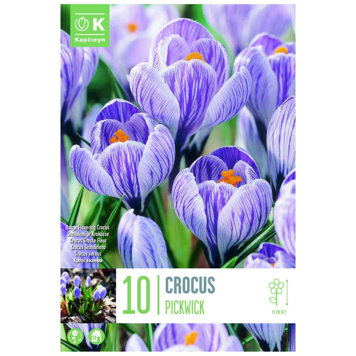 Kapiteyn 10 Large Pickwick Crocus Spring Flowering Bulbs