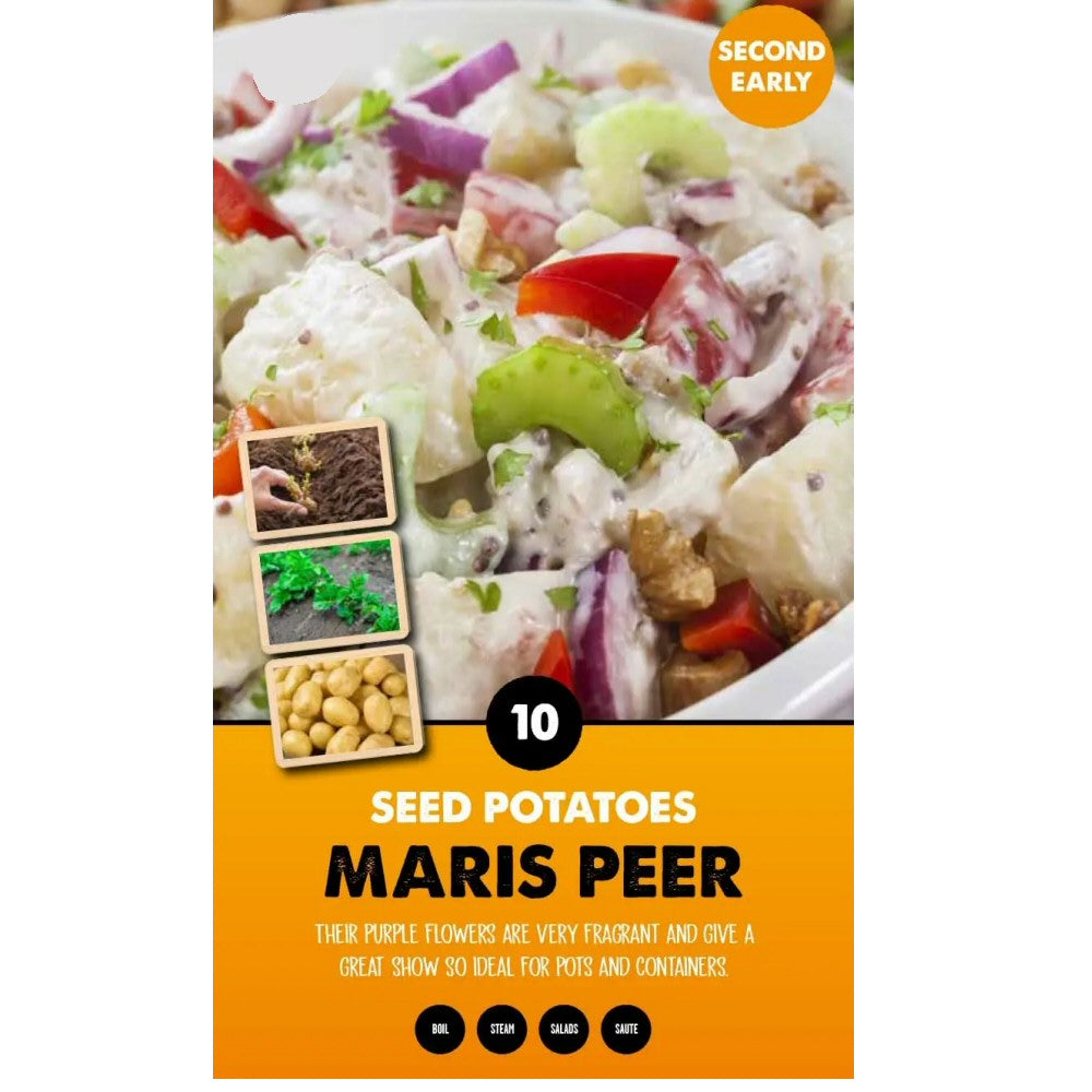 Kapiteyn 10 Maris Peer Second Early Seed Potatoes