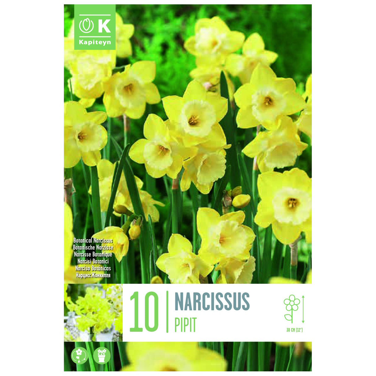 Kapiteyn 10 Botanical Pipit Narcissus Daffodil Spring Flowering Bulbs