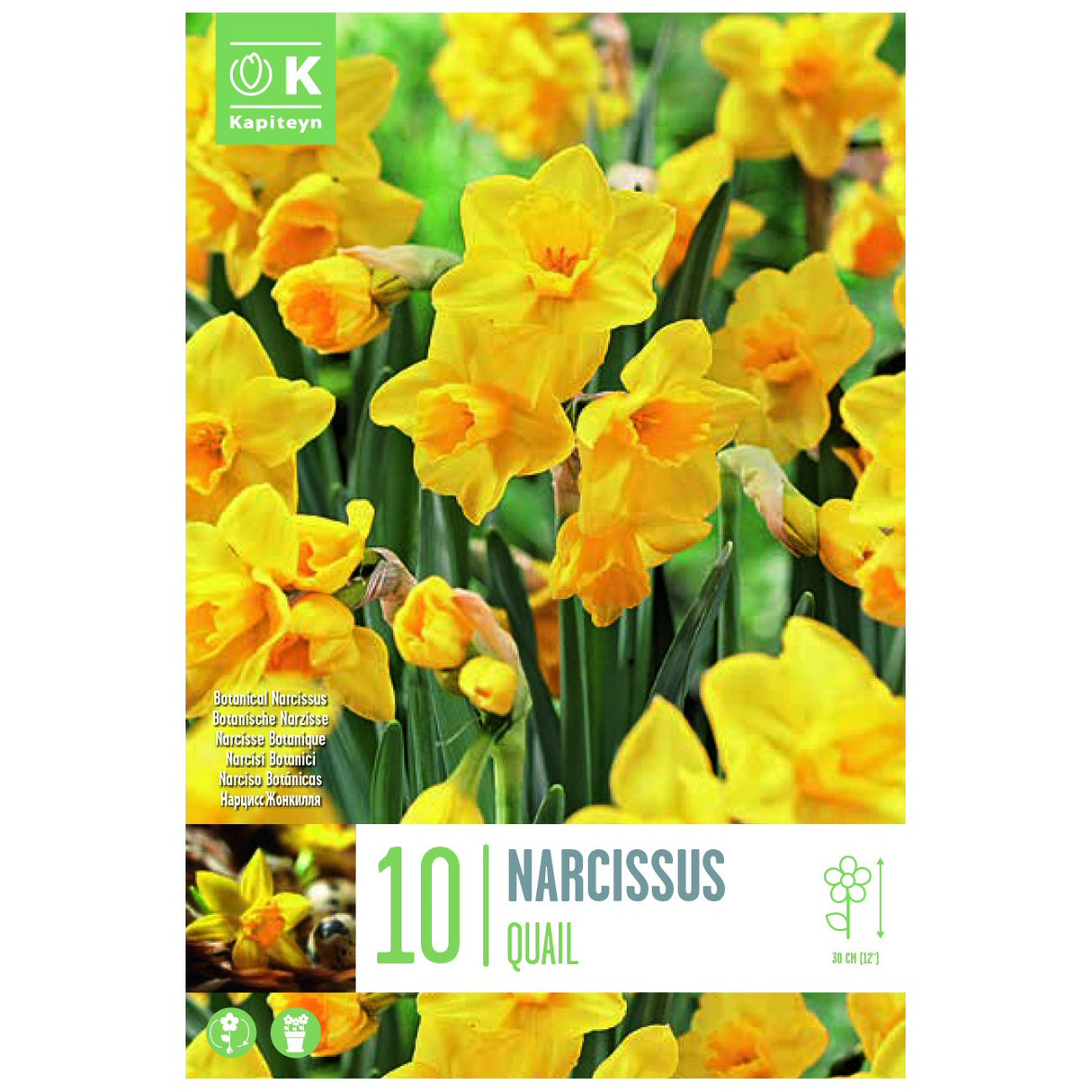 Kapiteyn 10 Botanical Quail Narcissus Daffodil Spring Flowering Bulbs