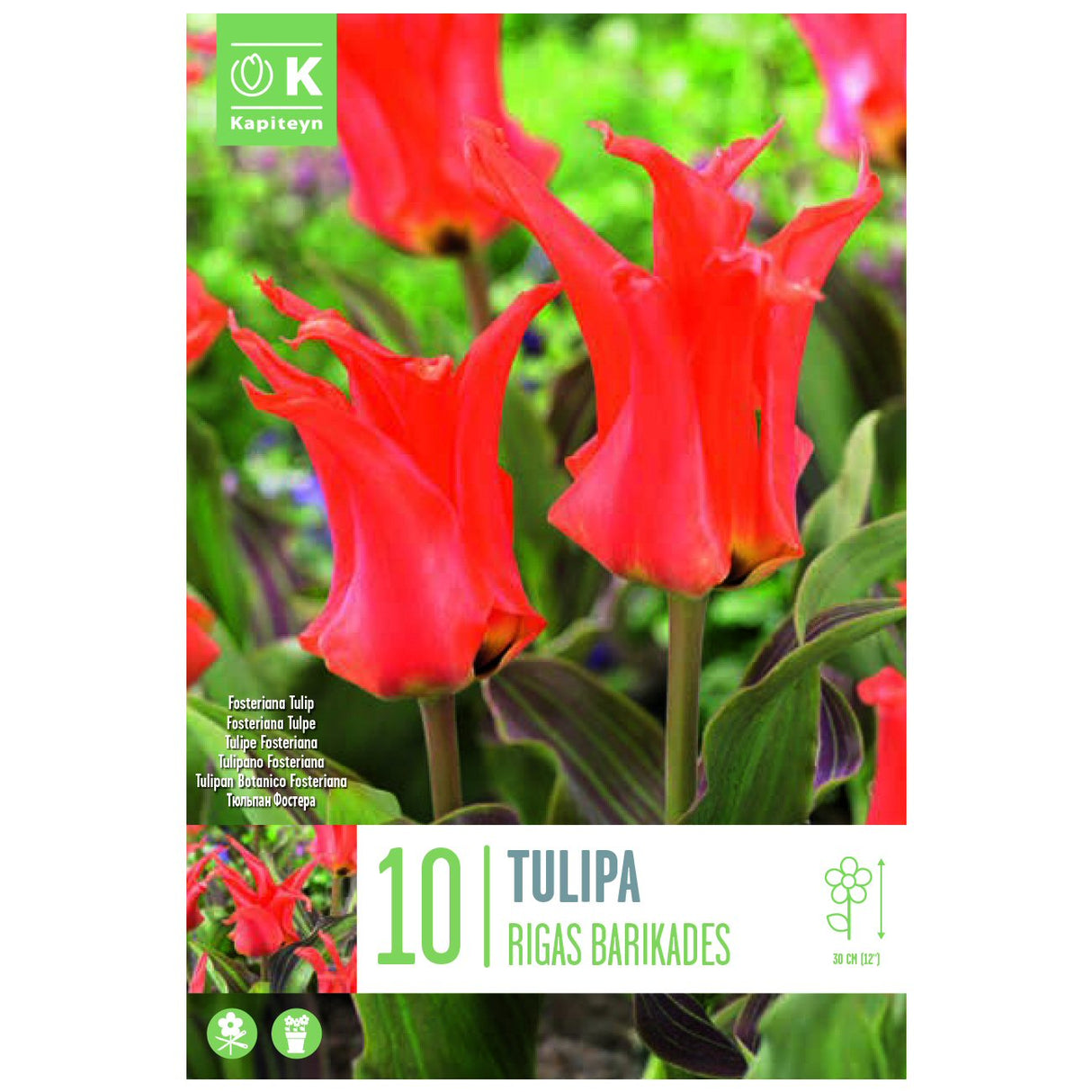 Kapiteyn 10 Rigas Barikades Fosteriana Tulip Spring Flowering Bulbs