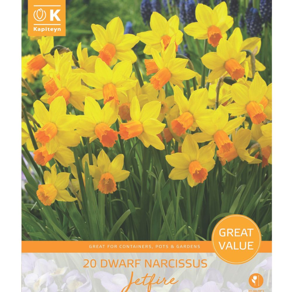 Kapiteyn 20 Tulipa Forsteriana Park Dreamway Spring Flower Bulbs