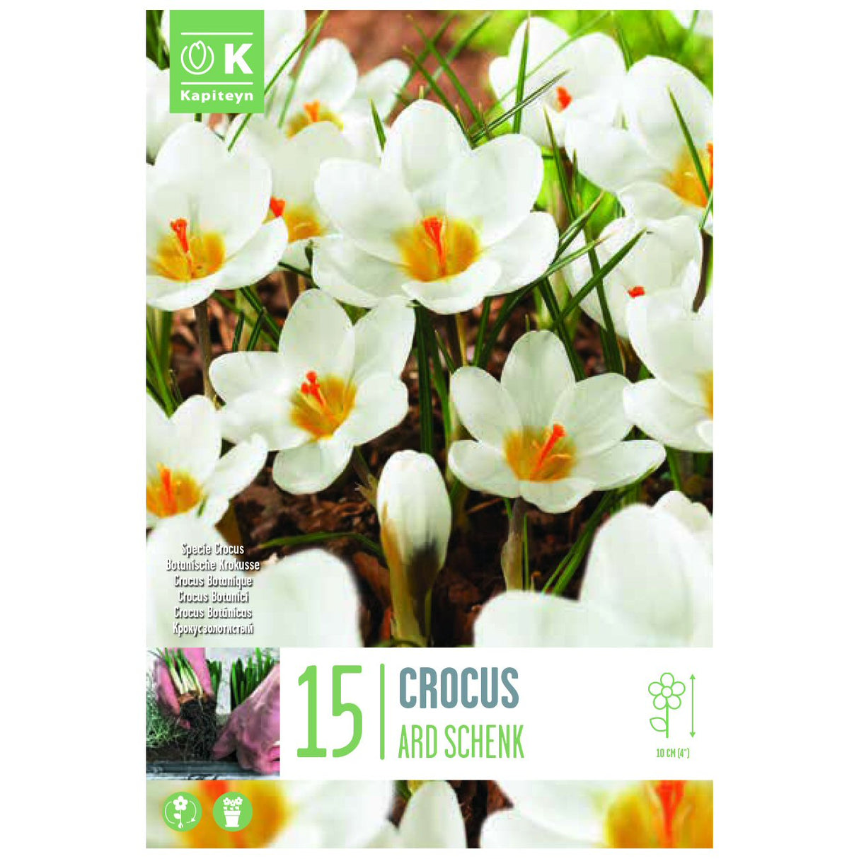 Kapiteyn 15 Specie Ard Schenk Crocus Spring Flowering Bulbs