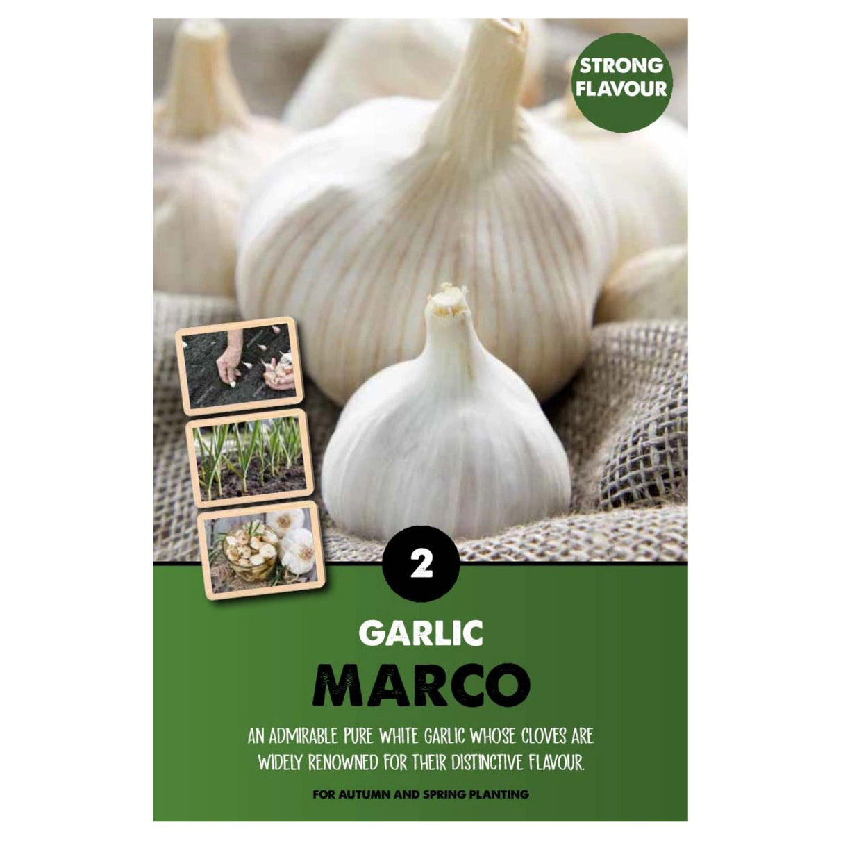 Kapiteyn 2 Garlic Marco Bulb