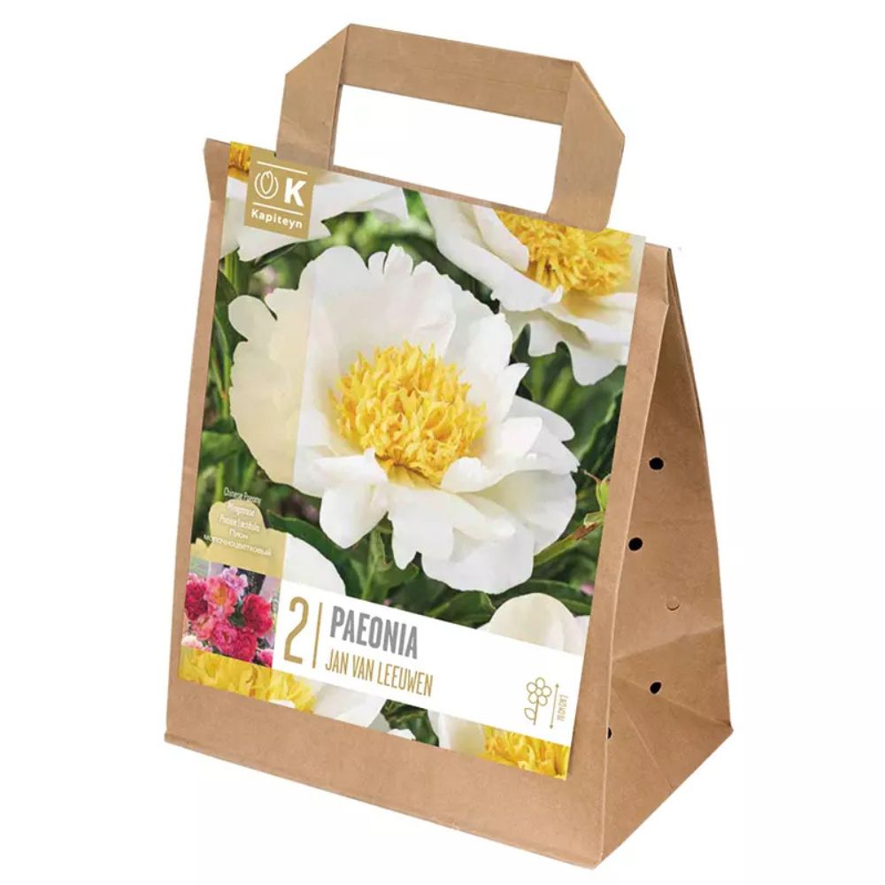 Kapiteyn 2 Paeonia lactiflora 'Jan Van Leeuwen' Bulbs