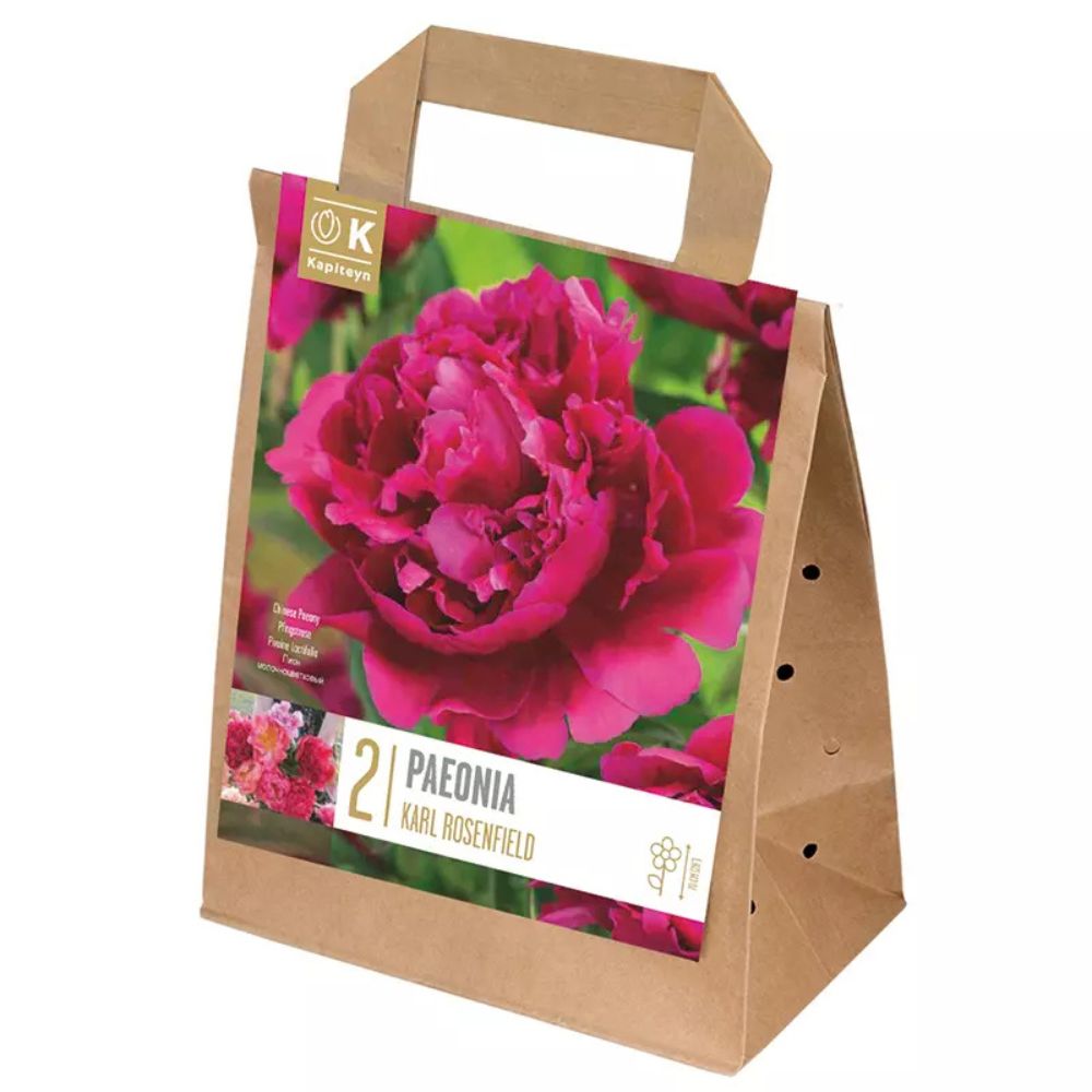 Kapiteyn 2 Paeonia lactiflora 'Karl Rosenfield' Bulbs