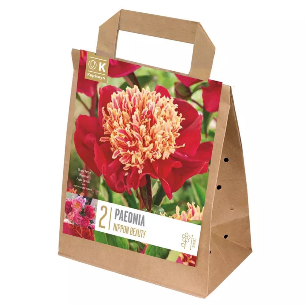 Kapiteyn 2 Paeonia lactiflora ‘Nippon Beauty’ Bulbs