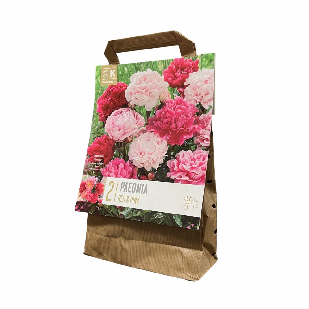 Kapiteyn 2 Paeonia lactiflora 'Red & Pink Mix' Bulbs